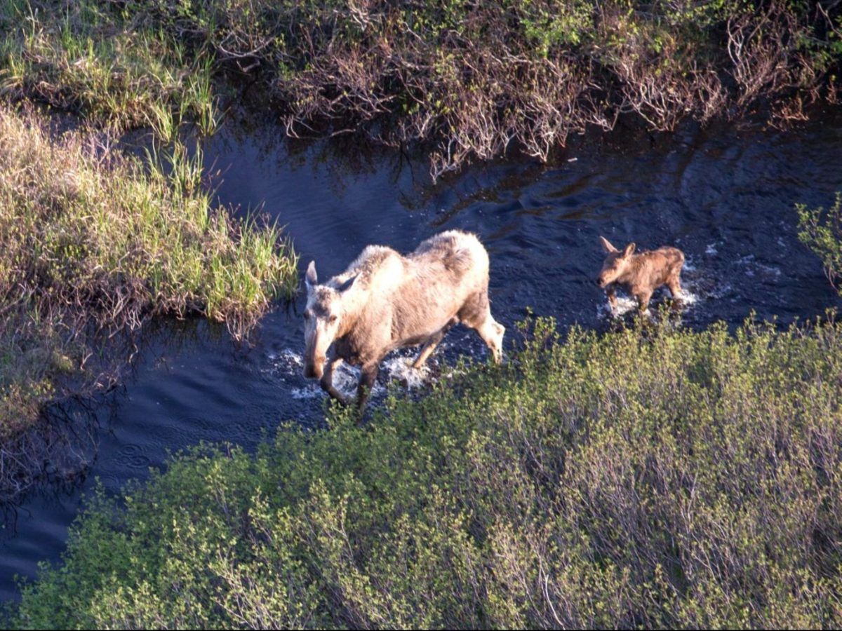 Cape Breton moose