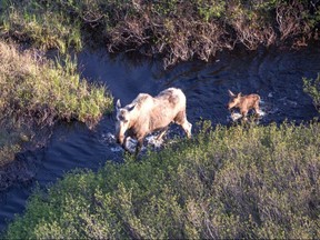 Cape Breton moose