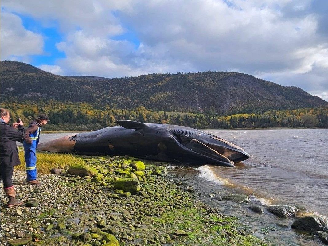 corner brook whale