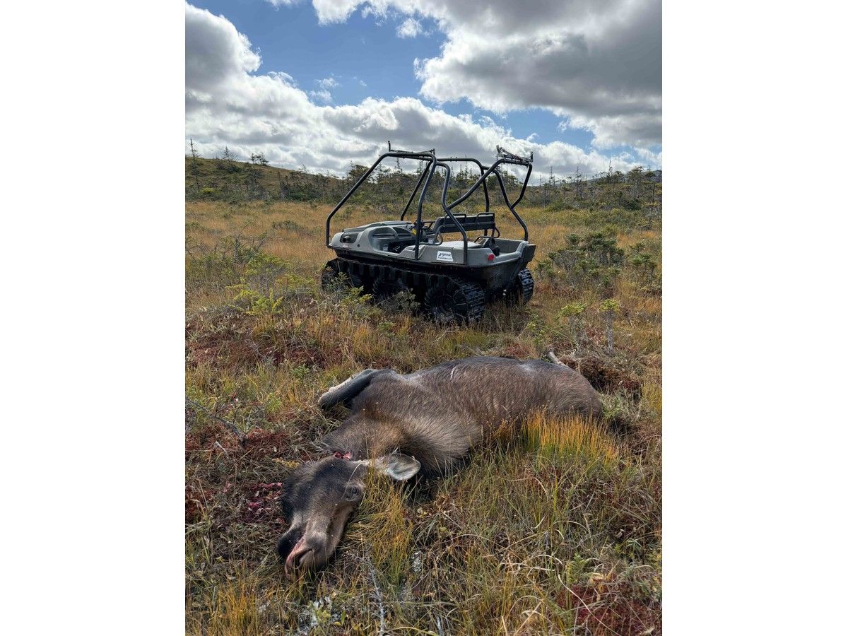 hauling moose
