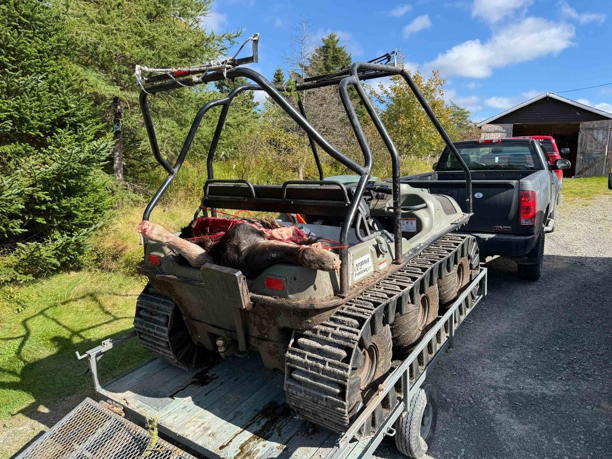hauling moose
