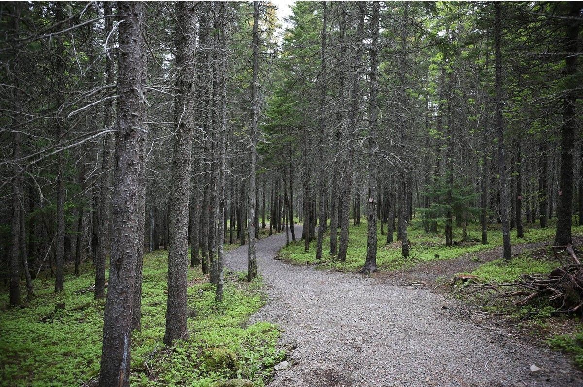 Walking trail.