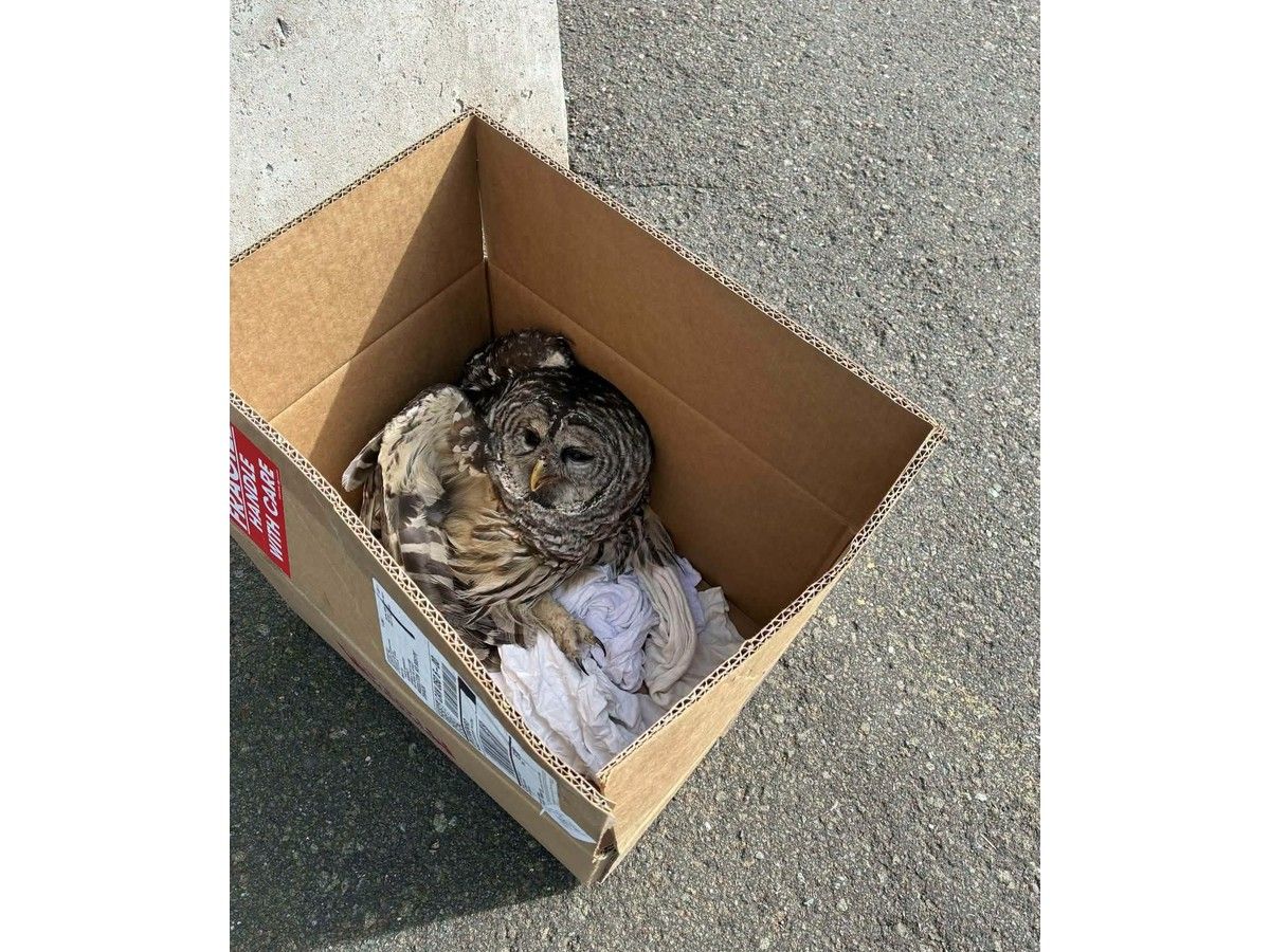 After the owl was successfully freed from the grille of the vehicle, it was transported to Hope for Wildfire for care. It did have a broken wing from the ordeal. CONTRIBUTED