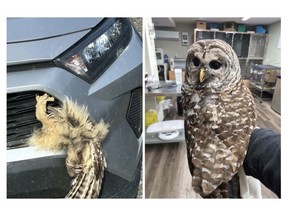(Left) When Walter Doucette pulled over on Highway 101 near Middleton, he discovered this owl wedged into the front grille of his vehicle. He was shocked that it was still alive. CONTRIBUTED (Right) The owl on the mend at Hope for Wildlife. HOPE FOR WILDLIFE FACEBOOK