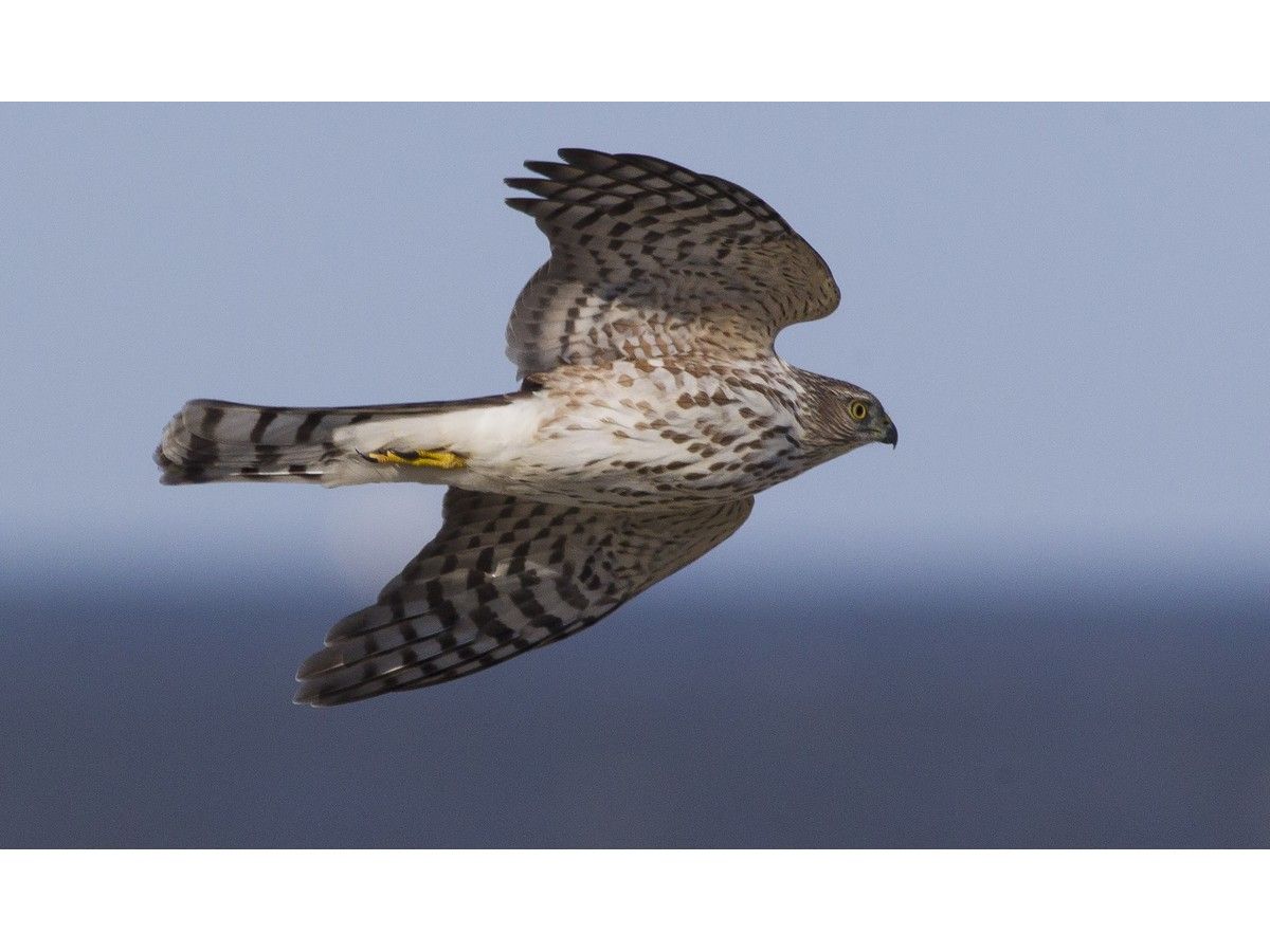 hawk