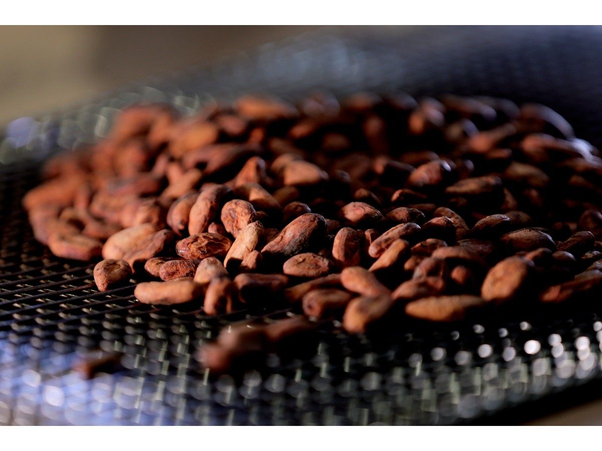 Cocoa beans.