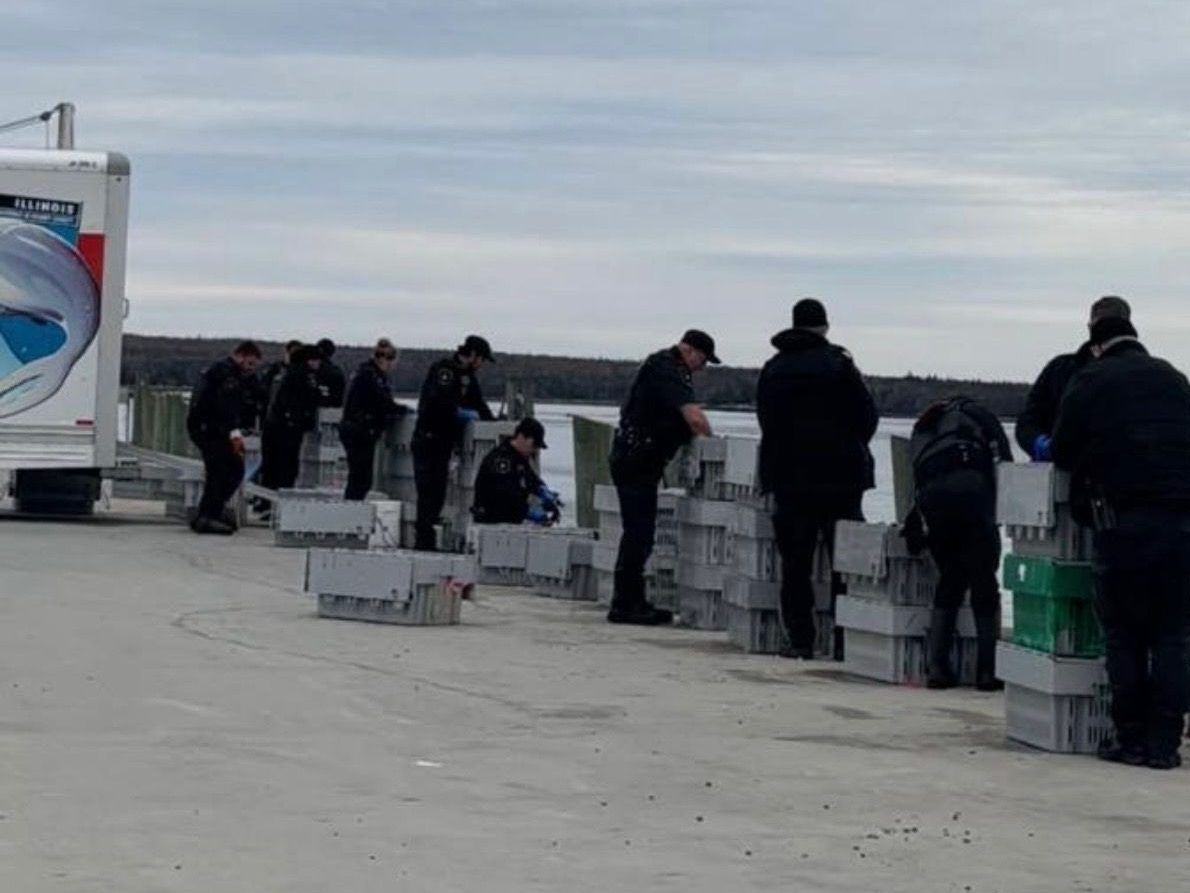 DFO officers release seized lobster from the Bear Point Wharf on Friday.