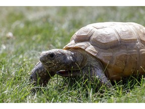 Gus the Gopher Tortoise successfully underwent surgery on Tuesday.