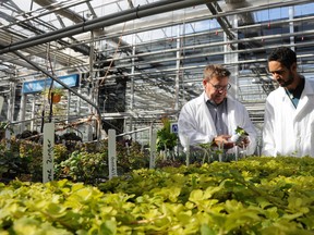 FILE: Alan Unwin (left), associate dean of Niagara College's School of Environmental and Horticultural Studies, and Denzil Rose, a student in Niagara College's Greenhouse Technician program. /