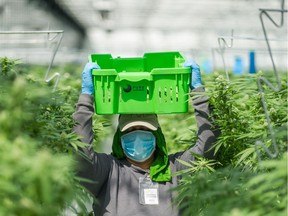 FILE: Cannabis greenhouse at Pure Sunfarms in Delta, BC, August 1, 2018.