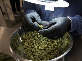 FILE - An employee inspect medicinal marijuana by hand at Tweed INC. in Smith Falls, Ontario December 5, 2016
