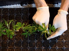 A wholesome endocannabinoid system is essential to the human physique’s immune features A wholesome endocannabinoid system is essential to the human physique’s immune features