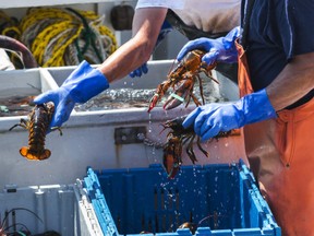 The bag limit in most Florida waters is a maximum of six lobsters per person per day. /