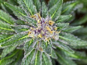 Purple cannabis is an umbrella term for a growing family of strains that share a colour as much as they share a distinct taste, smell and stony effect. /