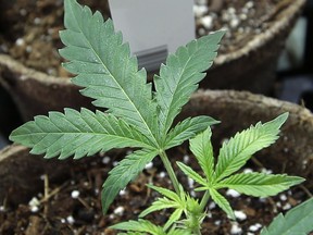 FILE: Newly transplanted cannabis cuttings grow in soilless media in pots at Sira Naturals medical marijuana cultivation facility in Milford, Mass. /