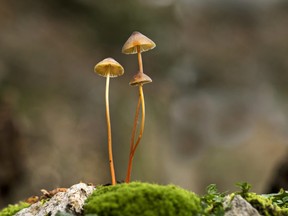 Gathering information is important given that psychedelic compounds found in so-called magic mushrooms “are increasingly being recognized for their potential to treat health conditions such as depression, anxiety, compulsive disorders and addiction.” /
