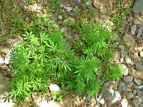 Cannabis growing wild in Islamabad, Pakistan.