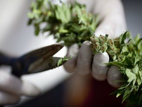 FILE: A worker trims cannabis at the growing facility of the Tikun Olam company on March 7, 2011 near the northern city of Safed, Israel.