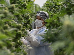 FILE - A worker checks marijuana plants in a greenhouse at the Fotmer Life Sciences company in Nueva Helvecia, 120 Km west of Montevideo, Uruguay, on April 17, 2019.