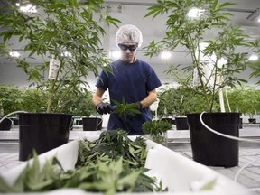 FILE - Workers process medical marijuana at Canopy Growth Corporation's Tweed facility in Smiths Falls, Ont., on Feb. 12, 2018.