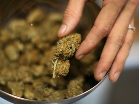 FILE - A budtender handles marijuana at Perennial Holistic Wellness Center, a not-for-profit medical marijuana dispensary in operation since 2006, on September 7, 2012 in Los Angeles, California.