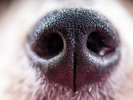 Dog nose