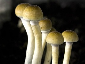 "The evidence is that those psychedelics are much more effective than any of the pills you might be prescribed," said retired Admiral Christopher Barrie. /