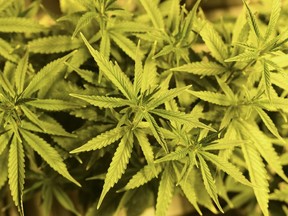 Employees called the police after detecting the odour of cannabis wafting from several parcels on a pallet arriving from Canada.