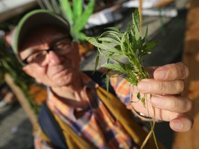 BERLIN, GERMANY - AUGUST 09: An elderly man holds up leaves from a marijuana plant at the annual Hemp Parade (Hanfparade) on August 9, 2014 in Berlin, Germany.