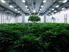 Inside one of the grow rooms at the Zenabis facility in Delta, B.C. The facility is 25,000 sq. ft.