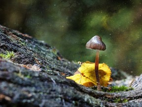 Johns Hopkins researchers have previously called for psilocybin mushrooms to be made legally available for mental health applications.