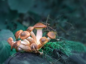 Colorado could join Oregon in establishing a regulated system for substances like psilocybin and psilocin, the hallucinogenic chemicals found in some mushrooms. /