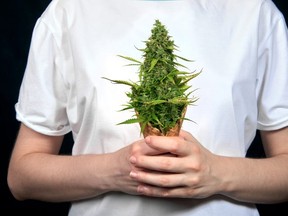 Cannabis plant entries will be judged on elements such as appearance and odour, but will not be sampled