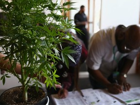 FILE - A cannabis plant greets job seekers as they sign in at CannaSearch, Colorado's first cannabis job fair, on March 13, 2014 in Denver, Colorado.