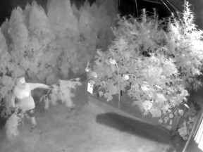 FILE: Screen grab from a security camera shows a thief making off with cannabis plants.