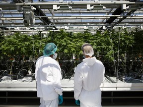 FILE - Employees inspect cannabis plants at the CannTrust Holding Inc. Niagara Perpetual Harvest facility in Pelham, Ontario.