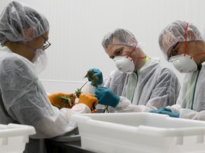 FILE - Students take part in a cannabis trimming and production class at the Freedom Cannabis facilities in Acheson, Alberta, Saturday Sept. 21, 2019.