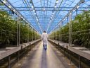 FILE: A worker walks past rows of cannabis plants growing in a greenhouse at the Hexo Corp. facility in Gatineau, Que., on Oct. 11, 2018. /