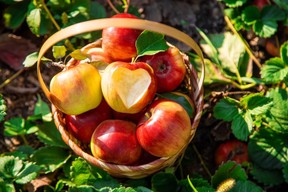 So, pairing an apple-flavoured weed with an apple-baked good feels like a no-brainer. /