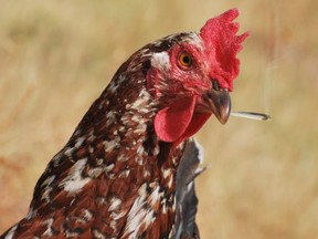 The farmer reportedly told police he had bought the seeds two months ago from a friend and was using the now-grown plants to feed his chickens to prevent them from becoming ill.