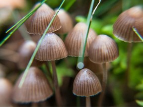 Oregon's psilocybin program will be administered by the Oregon Health Authority.