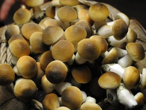 “The results from this poll show that, when questioned, the majority of the Canadian public support a revision of current legislation towards controlled medical use of psilocybin.” /