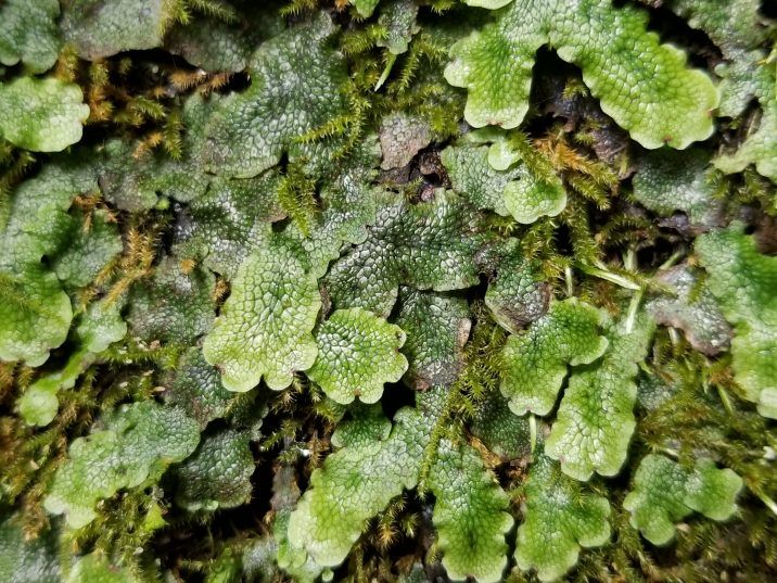 Liverwort could have medicinal benefits of cannabis THC — without the