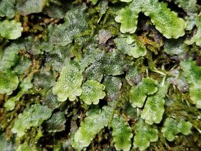 Liverwort contains a compound called perrottetinene, or PET, that has the structural hallmarks for it to act on the brain in a similar way to THC.