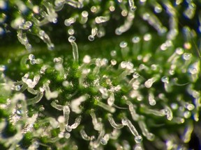 Any search is likely to reveal a few buds that are so sticky, they almost feel like they’re oozing a crystalized sap. /