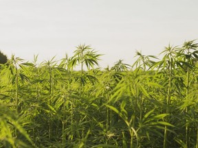 Hemp is big business in places like North America and France, but the United Kingdom has been much slower to embrace this market. /