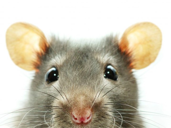  The study shows that mice injected with both THC and a cancer-causing chemical showed no cancer tumours. / Photo: Getty Images