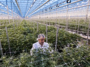 FILE - A worker inspects cannabis plants growing in a greenhouse at the Hexo Corp. facility in Gatineau, Quebec, Canada, on Thursday, Oct. 11, 2018.