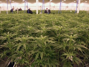 FILE - Cannabis plants are shown at Sundial Growers facility in Olds, Alberta.