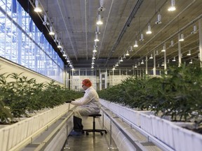 FILE: A worker tends to marijuana plants at the Aurora Sky facility in Edmonton, Alberta, Canada, on Tuesday, March 6, 2018.